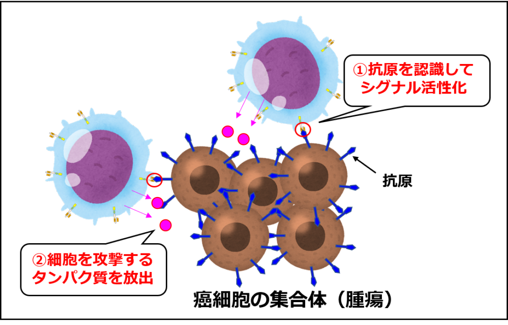 CAR-T細胞が腫瘍を攻撃するイメージ