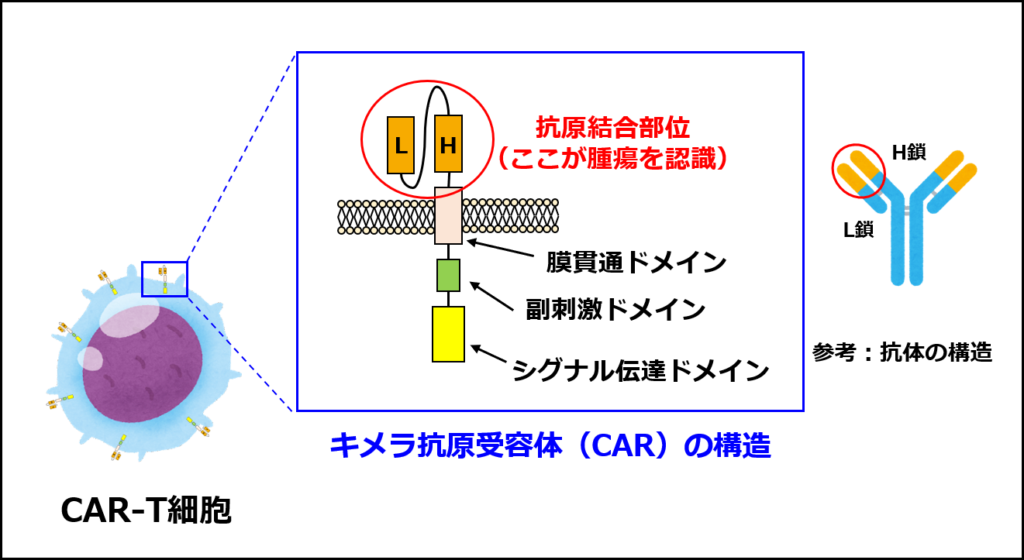 CAR-T細胞の構造の概要（『実験医学増刊 Vol.41 No.2 真の実臨床応用をめざした再生医療2023』4-8、4-9を参考に自作）