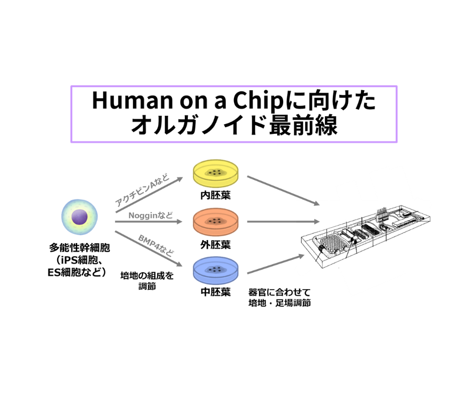 【図解】オルガノイドとは? ~メリットと作り方に加えて臓器チップ(organ-on-chip)など最新技術に取り組む企業の動向を解説 ...
