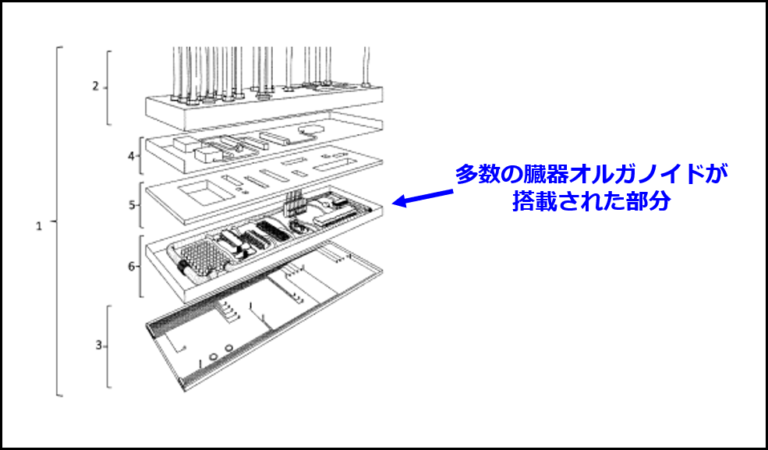 【図解】オルガノイドとは？