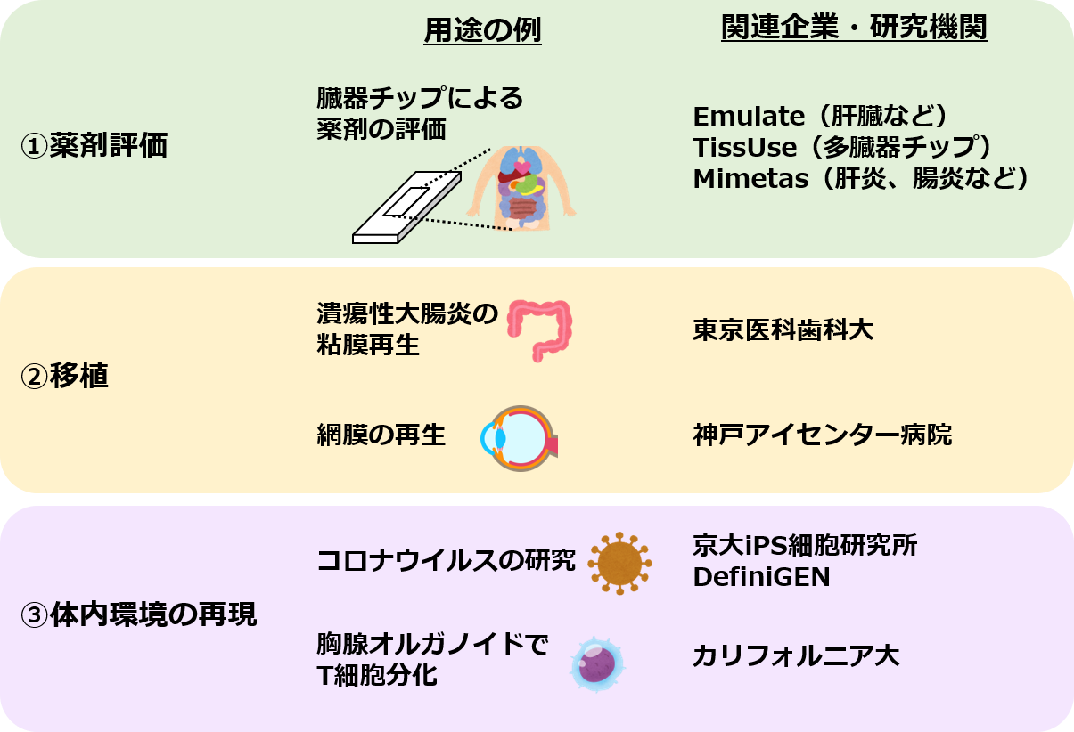 オルガノイドの用途の具体例と関連する企業や研究機関