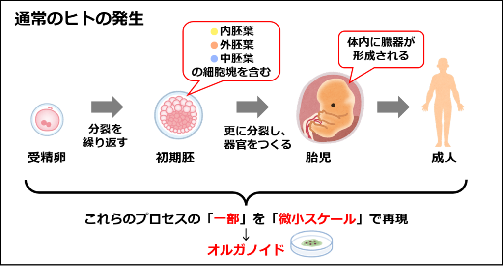 ヒトの発生のプロセスとオルガノイドの考え方