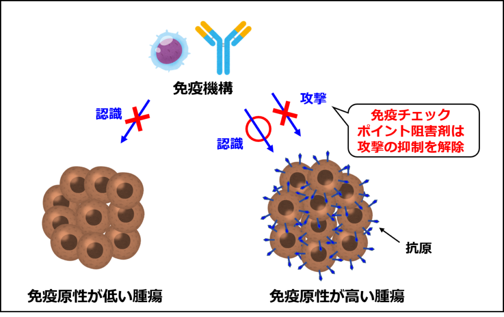 免疫原性によるがんのタイプ分けの概要（羊土社『もっとよくわかる！腫瘍免疫学』の序章を参考に作成）