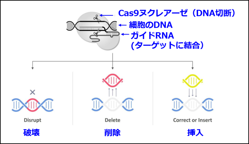 CRISPR-Cas9の原理（CRISPR TherapeuticsのIR資料の図に追記して作成）